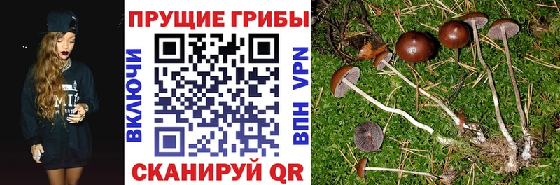 Псилоцибиновые грибы мицелий  Вязники 